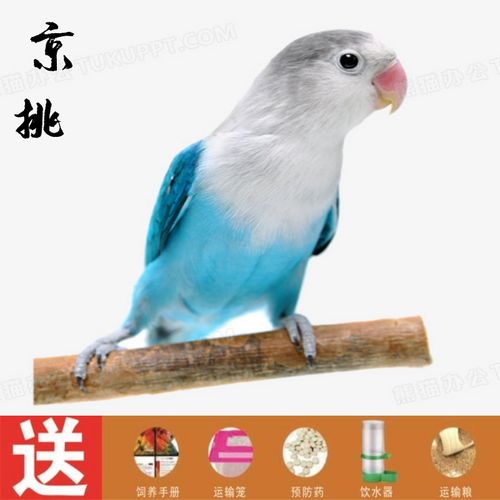 蓝黑牡丹鹦鹉一只(公母备注) 新手大礼包