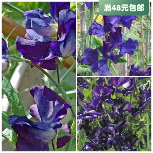 进口切花香豌豆种子 猛犸海军蓝 四季阳台庭院爬藤盆栽花卉冬季