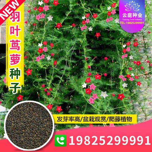 羽叶茑萝种子五角星花茑萝松种籽五星花庭院栅栏攀爬植物室外阳台
