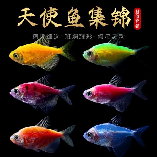 天使鱼七彩鱼柠檬青苹果柠檬绿老虎灯科鱼孔雀斑马