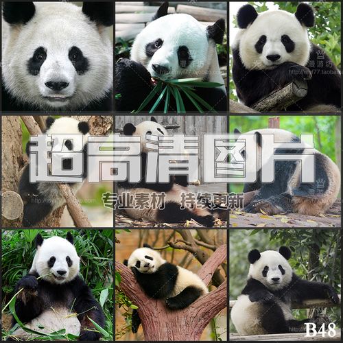 可爱大熊猫小熊猫猫熊大自然野生动物高清图片美工设计合成素材