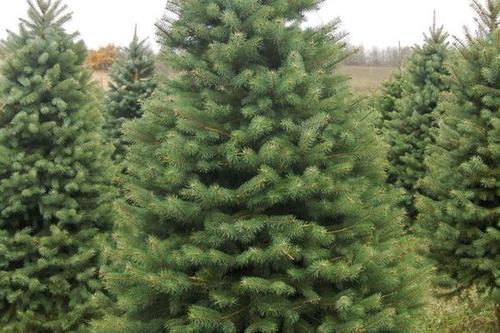 0/棵 固原云杉  圣诞树 云杉真树 云杉树 云杉树苗圣诞节专用松树