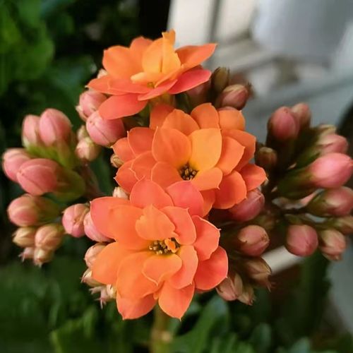 索尔丹(和美货,口径12cm,整体高度30cm左右)稀有长寿花重瓣