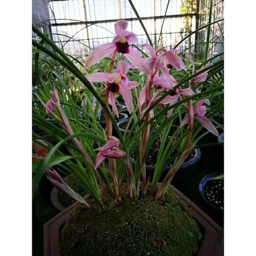 云南老种兰花莲瓣兰【丽江红】室内兰花苗阳台花卉客厅盆栽包邮
