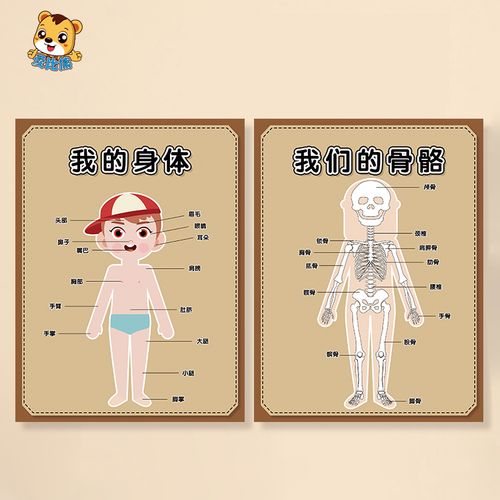 幼儿园小医院区域角环创装饰我的皮肤五官器官身体骨骼结构图认知
