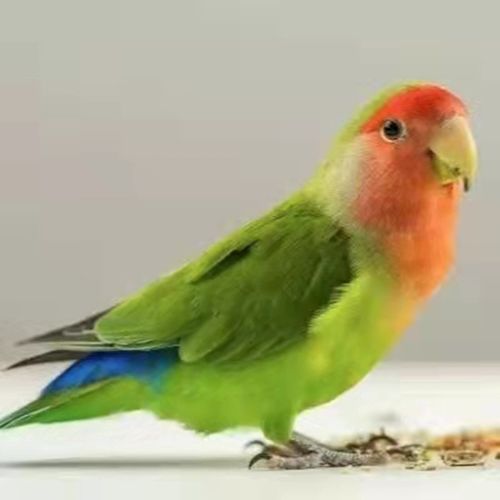 鹦鹉鸟彩色鸟活体黄桃绿桃黄金丝鹦鹉牡丹绿金丝牡丹蓝银绿银包活豪蚨