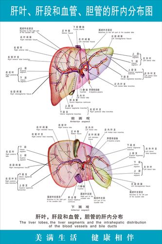 肝胆的结构图肝叶肝段和血管胆管的肝内分布示意图人体器官解剖图