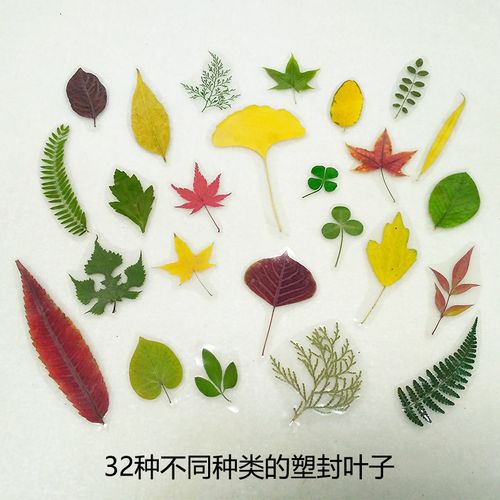 红枫叶四叶草塑封红叶书签干叶画植物干树叶标本落叶画形状 32种不同