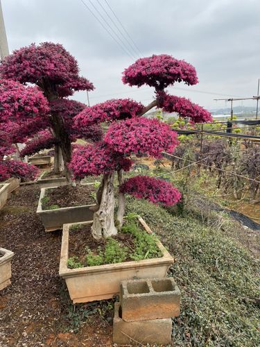 红花继木桩苗庭院植物绿化小包邮老桩盆景办公室庭院别墅茶室包邮