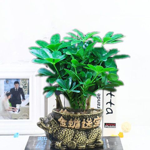 四季常青八方来财鸭脚木室内阳台桌面绿植大型盆栽花卉绿萝发财树
