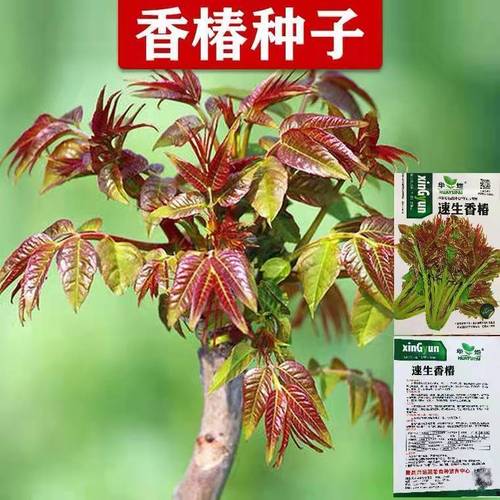 红油香椿钟子耐寒抗旱香椿树种子高产春夏秋四季庭院田园蔬菜种籽