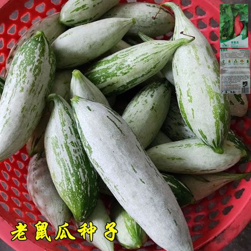 变色老鼠瓜种子观赏食用蔬菜种子春夏农家阳台爬藤瓜果盆栽菜种籽