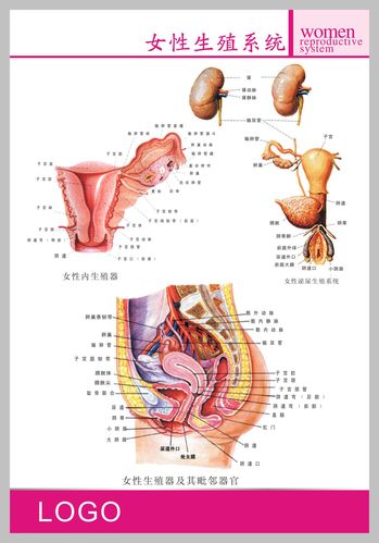 729海报印制写真喷绘257医院人体器官男女生殖器2女性生殖系统