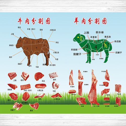 肉类牛羊肉部位分割图店铺超市摊铺宣传海报背胶贴纸贴画251