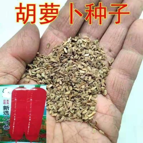 日本八寸参胡萝卜种子红萝卜种籽蔬菜菜籽 阳台盆栽庭院大田种植