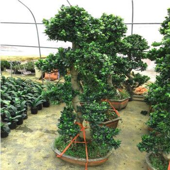 四季常青盆栽榕树盆景造型树桩盆景苗室内植物人参榕小叶榕树盆栽绿植