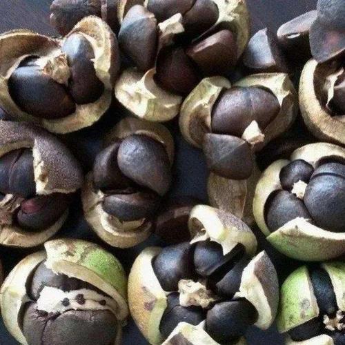 油茶种子山茶籽新种子新果实油茶籽自榨茶树籽油茶子仁带壳油料