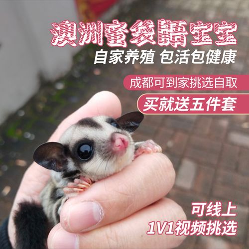 澳洲蜜袋鼯活体蜜袋鼬活物幼崽白脸马赛克宝宝网红小宠物飞鼠袋鼠