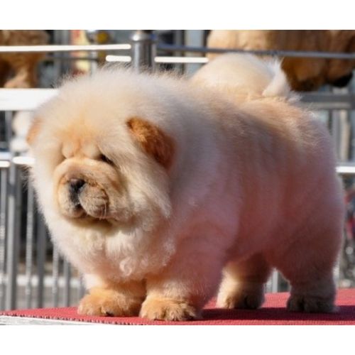 赛级纯种奶油色松狮犬奶白色松狮幼犬棕色松狮幼崽面包肉嘴宠物狗