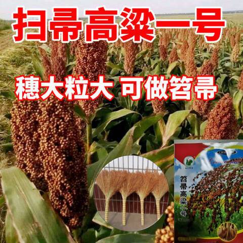 笤帚高粱种子红缨子红糯高粱种子酿酒原料矮生高产抗旱高粱种子
