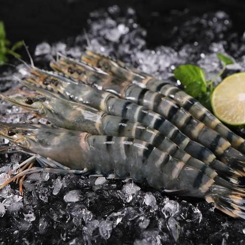 黑虎斑虾超大glb大海虾冷冻新鲜活老虎虾青九节虾虾节虾基特围虾