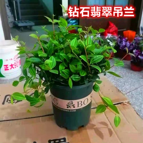 室内花卉绿植盆栽 钻石翡翠 植物吊兰办公室桌面盆栽净化空气包邮