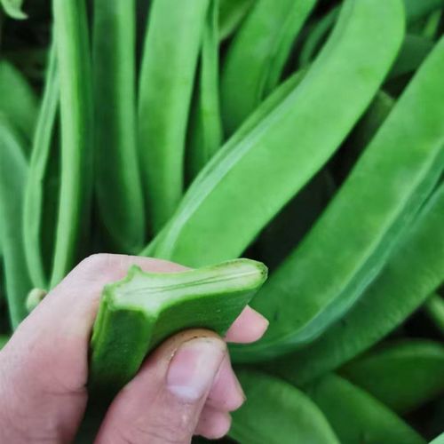 刀豆种子大红刀豆巨型大豆角种籽巴西豆四季蔬菜爬藤菜豆角种子