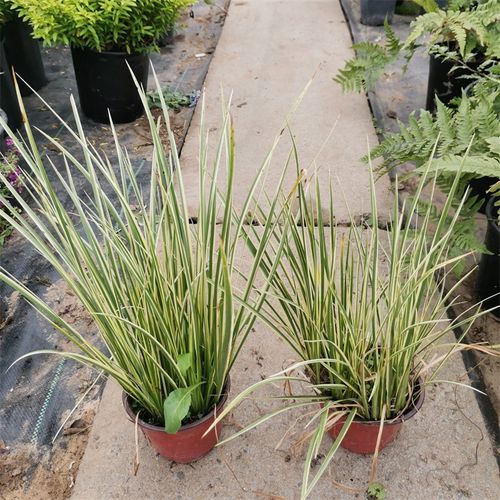 金叶石菖蒲银叶麦冬金边苔草银叶苔草观叶多年水生花境植物喜湿