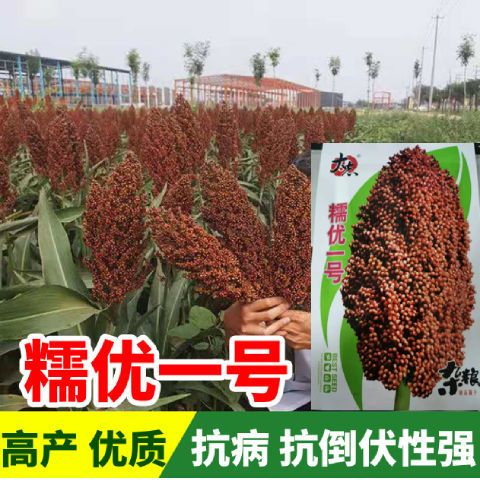 大志糯优1号酿酒高粱种子高产矮生高产高粱 抗旱高产酿酒高粱籽