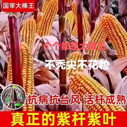 紫杆紫叶大棒王玉米种子抗病抗虫高产玉米种农科院国审苞米