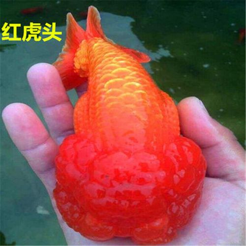 金鱼 冷水鱼观赏鱼小红草鎏金鹤顶红红狮蝶尾水泡眼兰寿活体 红虎头