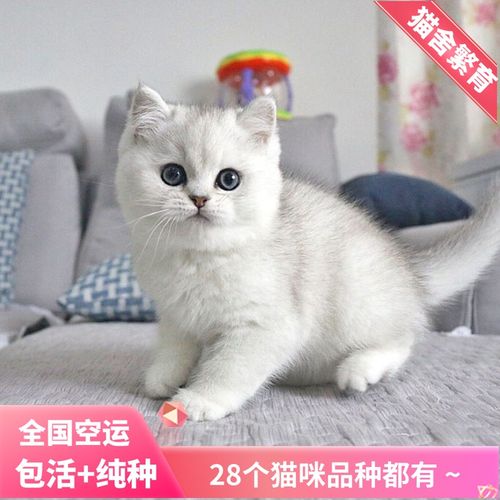 金银渐层猫咪布偶猫缅因金吉拉猫英短蓝白蓝猫幼猫矮脚短腿美短猫
