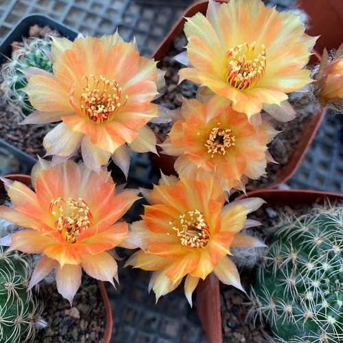 四季花语 丽花属 orange仙人球 爱开花丽花属经典仙人球 多肉植物
