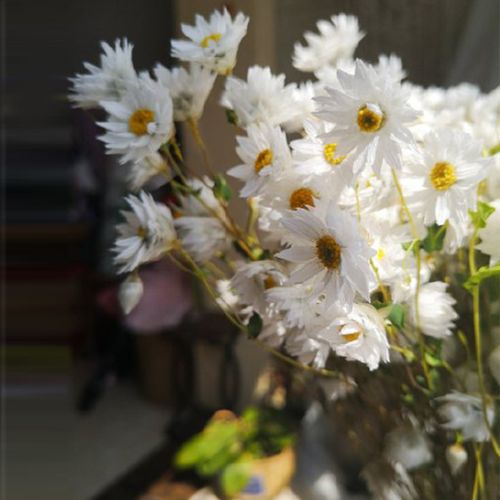 菊洋甘菊风干花自然真花束家居网红装饰摆件鲁丹鸟罗丹斯小蜡菊雏