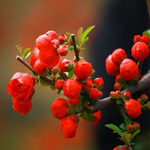 日本海棠花苗盆栽盆景四季开花大苗室内外绿植物花卉观花庭院阳台