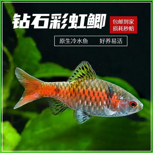 冷水观赏鱼活体黑影道人钻石紫红两点鲫彩虹鲫金元宝大帆玫瑰鲫