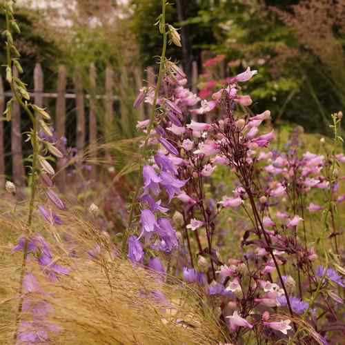 由之花源|紫叶钓钟柳耐寒宿根花卉盆栽花园阳台庭院喜阳