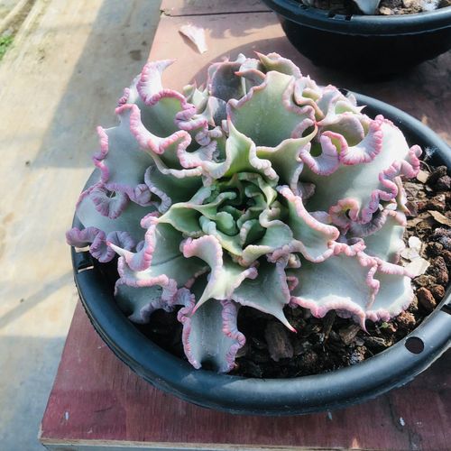 饺子皮多肉植物饺子皮老庄韩货