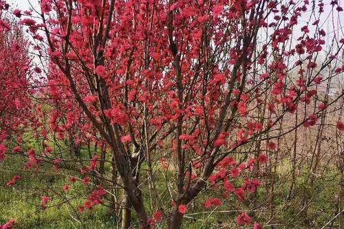 0/棵  龙柱碧桃 4-8公分龙柱碧桃 陕西龙柱碧桃直销批发