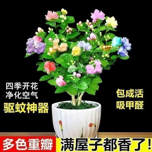 【新品】茉莉花盆栽驱蚊驱虫四季开花室内阳台多色绿