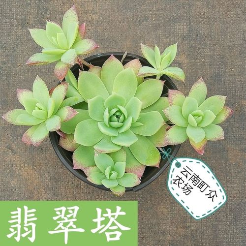 云南町众农场翡翠塔多肉老桩植物花卉盆栽防辐射基地直发满38包邮