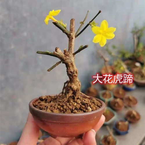 蹄迎春花老桩迎春花盆景三台迎春带花苞微型提根耐寒抗冻植物