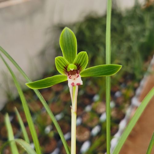 云南兰花豆瓣兰 莲瓣兰 春兰彩素 春剑盆栽盆景阳台客厅花卉包邮