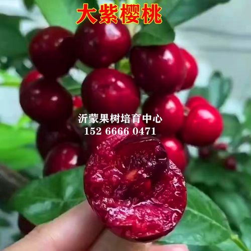 新品种大紫樱桃苗嫁接樱桃树苗南北方种植盆栽地栽车厘子当年结果