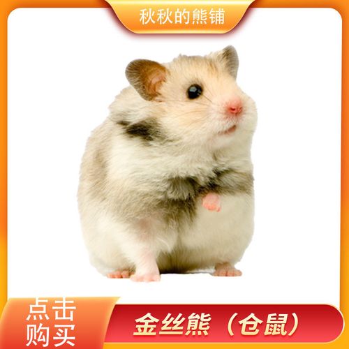 金丝熊活体显斑长毛熊一只健康包活送过渡粮