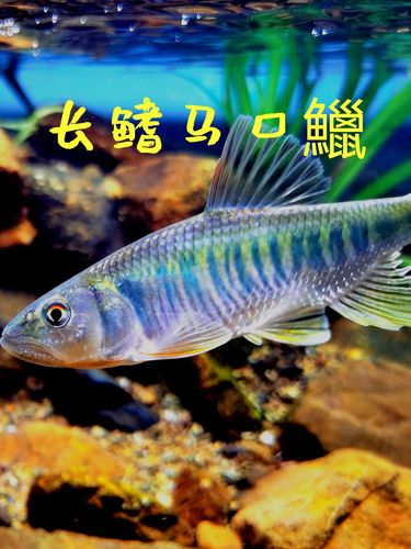 马口鱲异鱲长鳍鱲 溪流鱼冷水鱼淡水中层鱼 凶猛鱼  观赏鱼原生鱼