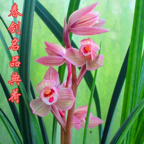 春剑名品兰花盆栽名贵荷瓣红花典荷浓香型花卉盆栽室内绿植花