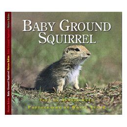 【预订】baby ground squirrel