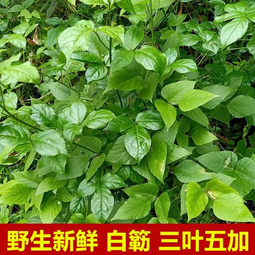 新鲜三叶五加白勒花三加皮刺五加皮二加皮鹅掌楸刺三加白刺尖苦刺