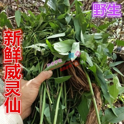 野生新鲜威灵仙根 威灵仙藤 铁脚威灵仙铁脚铁线莲威灵仙藤叶现采